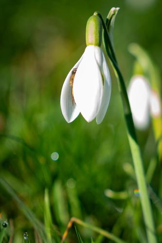 Natur