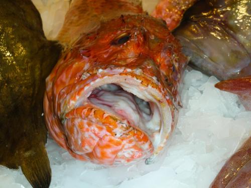 2007 03 09-Tiere-020