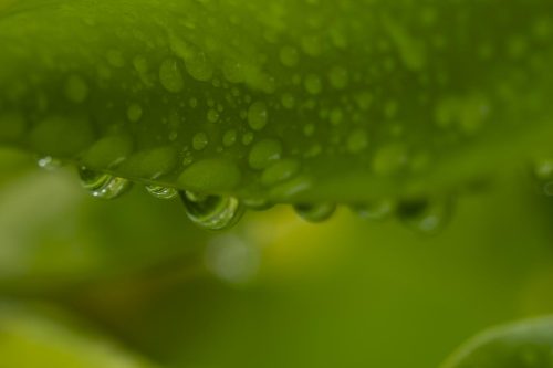 Natur