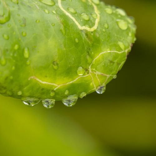 Natur